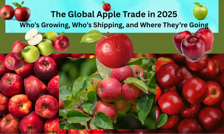 The Global Apple Trade in 2025: Who’s Growing, Who’s Shipping, and Where They’re Going